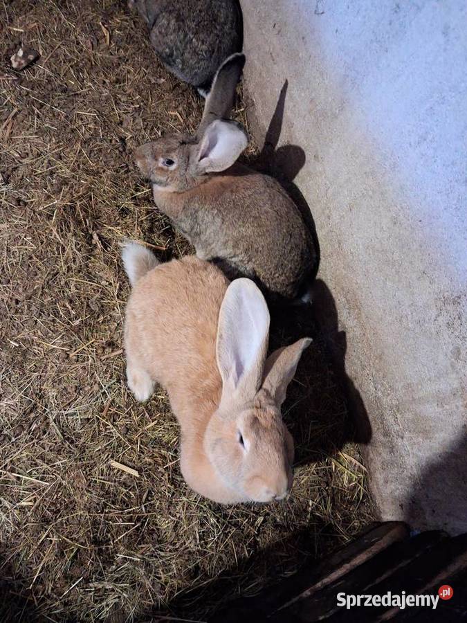 Królik do howu samice