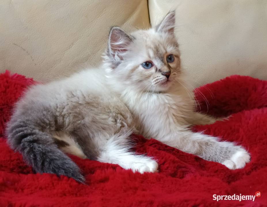 Koty Syberyjskie Neva Masquerade MALIBU Kwilcz