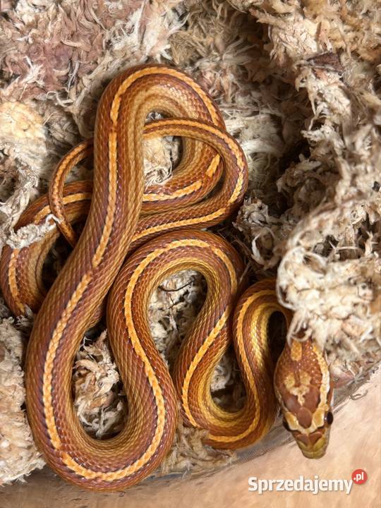 Wąż zbożowy Motley Tessera Jaworzno