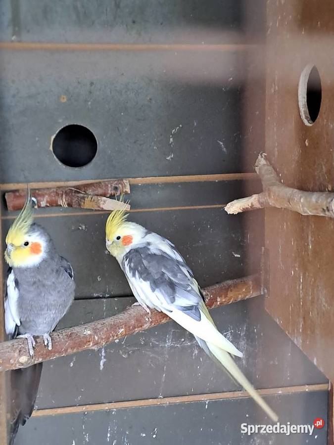 Papugi Nimfy Ługowiska