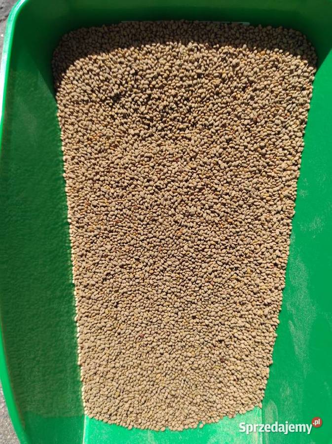 Lucerna siewna Barmelie Barenbrug NOWOŚĆ nasiona Strzelce Wielkie sprzedam