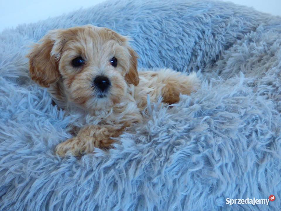 Suczka rasy Maltipoo Kielce