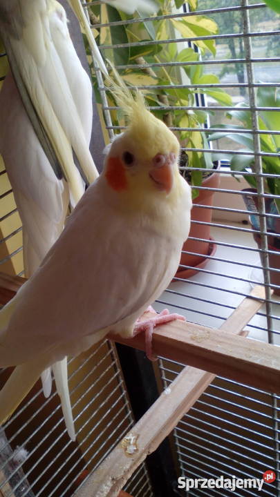 Młoda papuga nimfa mazowieckie Warszawa