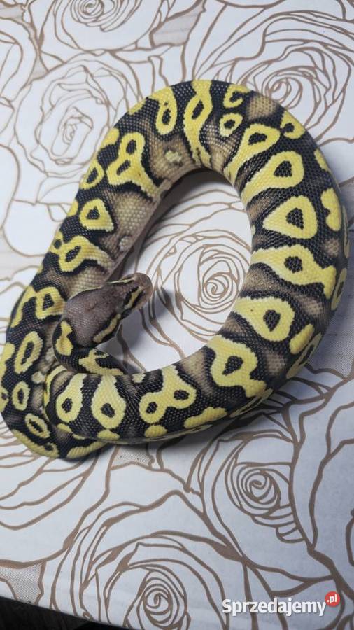 Wąż pyton królewski python regius samica