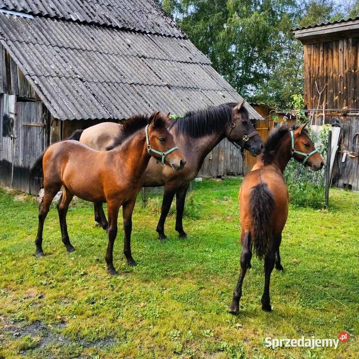 Sprzedam klacz ogierka huculskiego Chotyniec