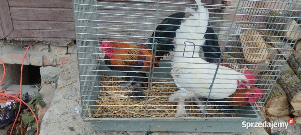 Kury karzełki liliputki lubelskie Tokarówka