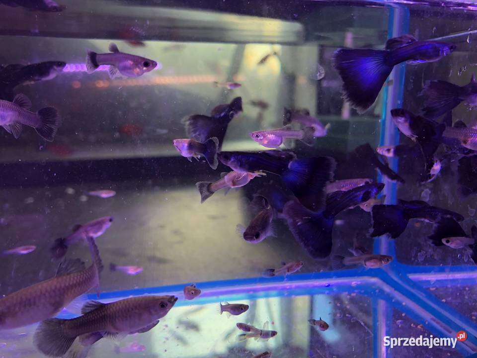 Gubik Moskiewski Justynów sprzedam