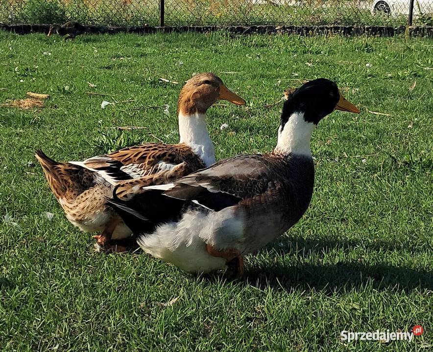 Sprzedam kaczki Drób i ptactwo Miedziana