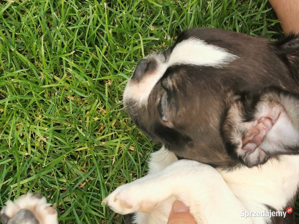 Pies Suczka Boston Terrier Szczeniak 2 Grodzisk Wielkopolski