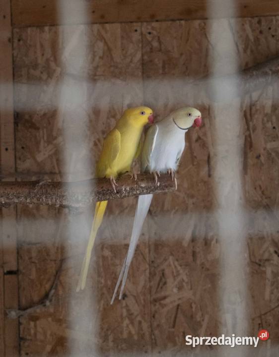 Sprzedam Papugi Koszyce Wielkie
