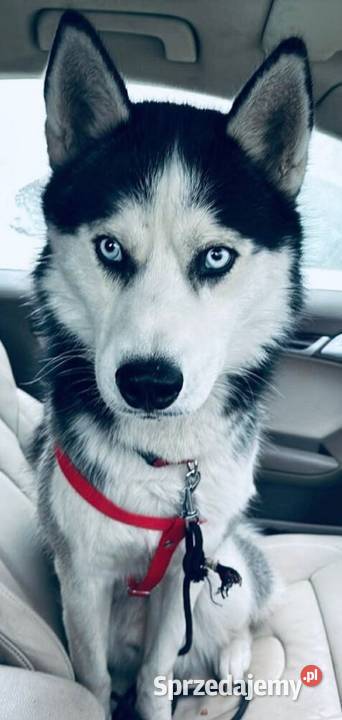 Husky szczenięta z rodowodem sprzedam Husky Smardzewice