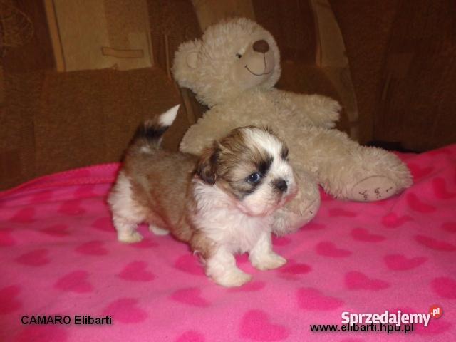 Szczenięta Shih Tzu Głogów Gaworzyce sprzedam