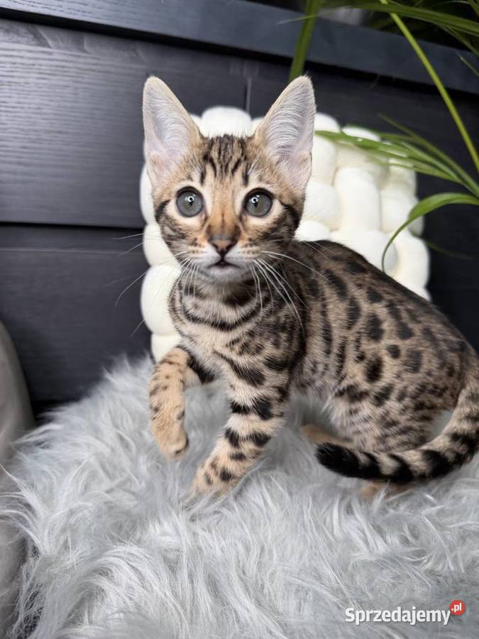 Łagodna samica Savannah F6