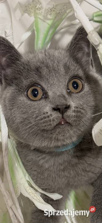 Kotek brytyjski krótkowłosy Kocurek Ryglice