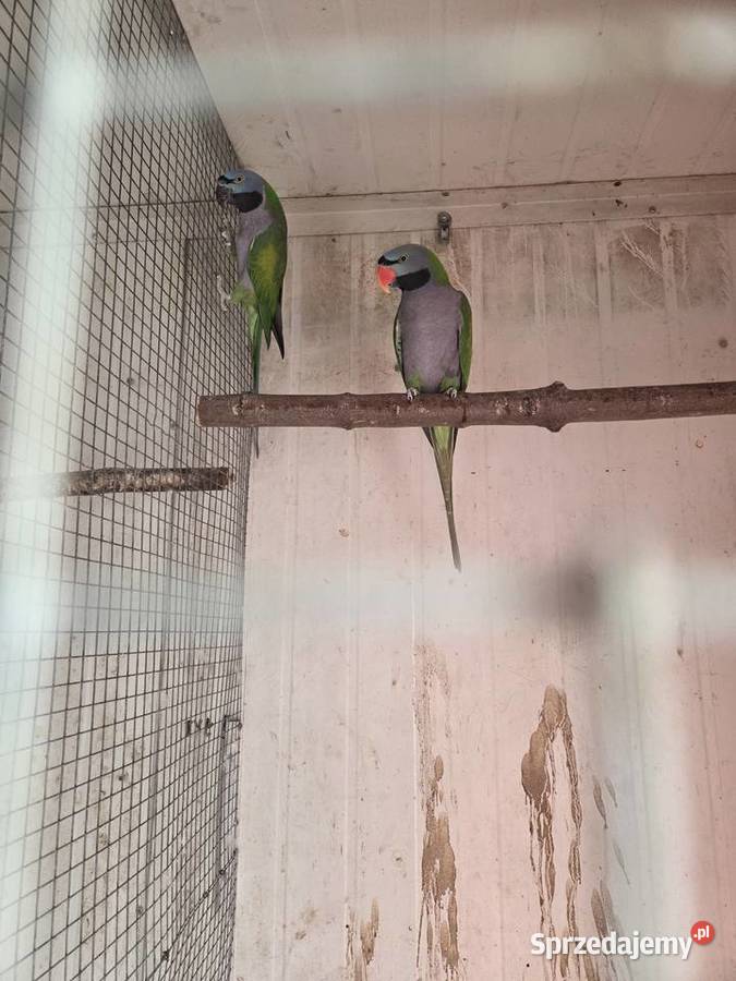 Aleksandretty aleksandretta obrozna wielkoa Ptaki Częstochowa