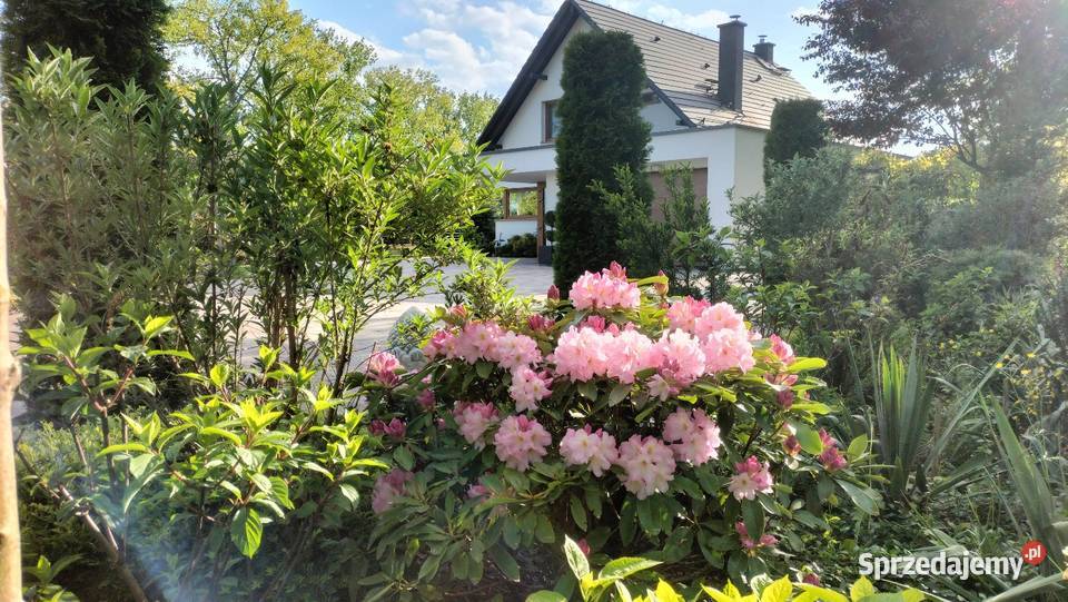 Dom wolno stojący budowy 2019 Ogrodzisko