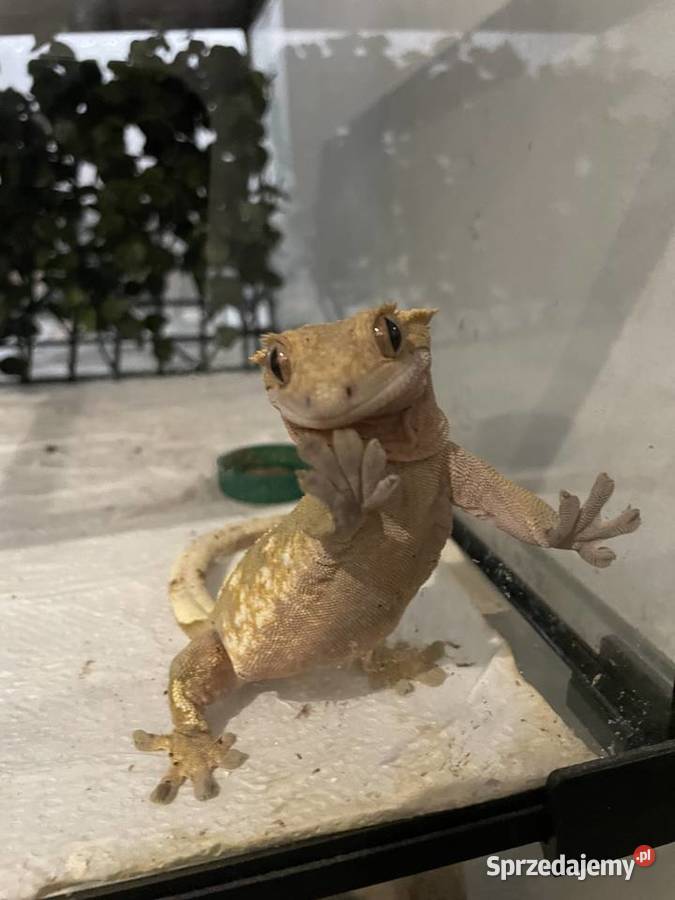 Gekon orzęsiony Grodzisk Mazowiecki sprzedam