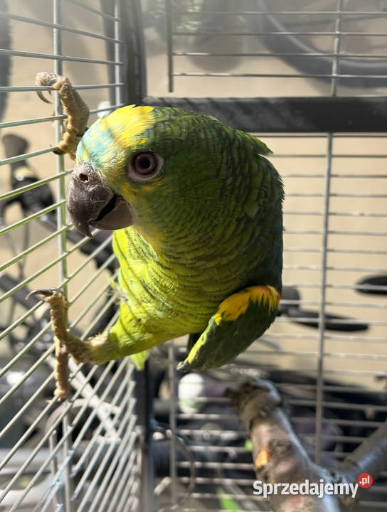 Papugi Amazonka Niebieskoczelna Stara Niedziałka sprzedam
