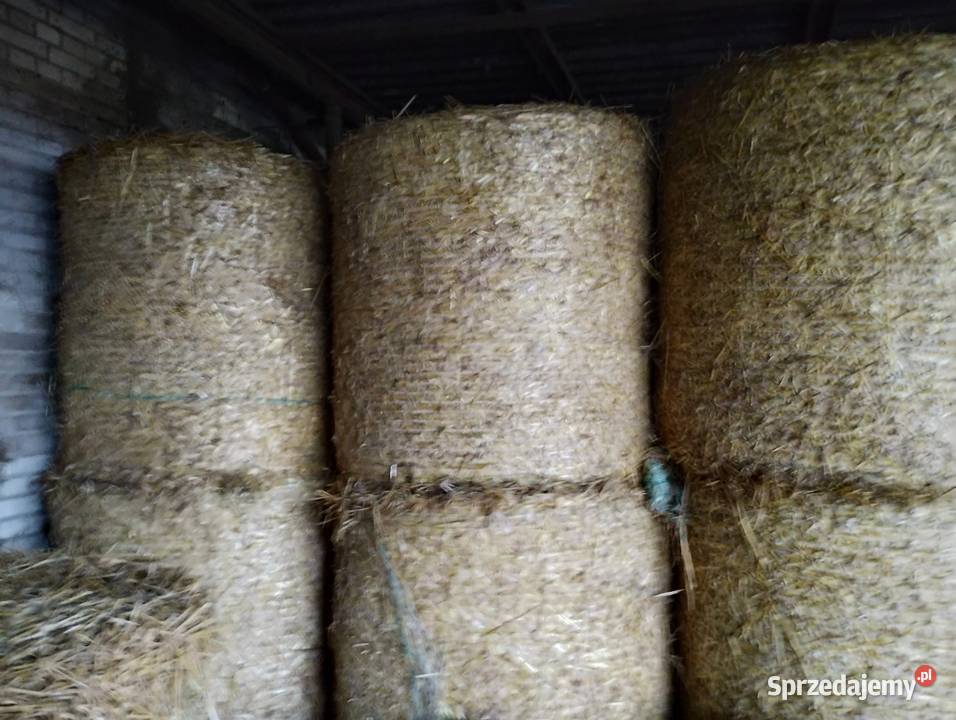 Sprzedam słomę baloty 120120 siatka Żychlin