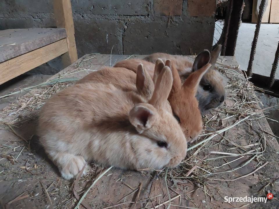 Sprzedam króliki lubelskie Parczew
