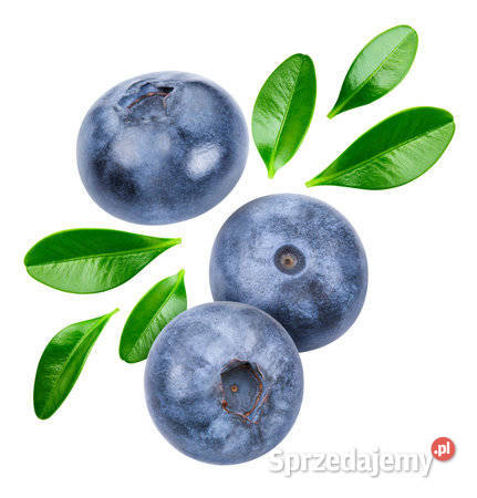 Sprzedam jagody