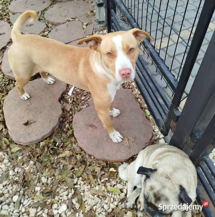 American pitbull terrier Red nose Nieprowice