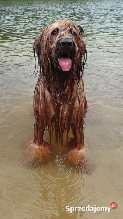 Briard rezerwacja szczeniąt ZKwP FCI 2020 Opole