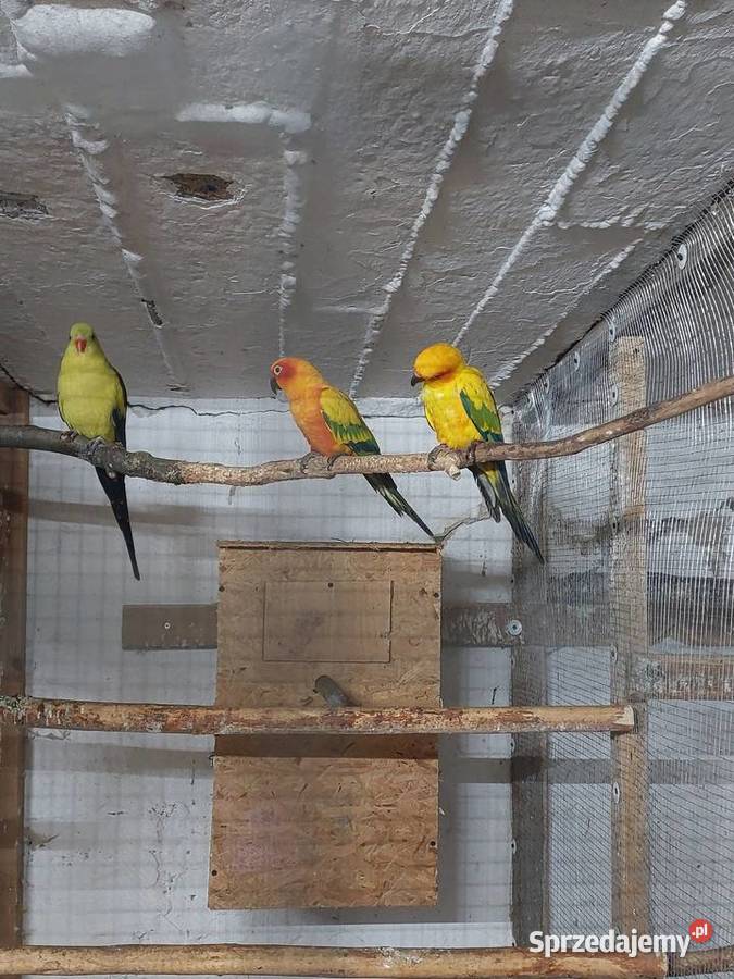 Sprzedam papugi Ptaki łódzkie Błaszki sprzedam