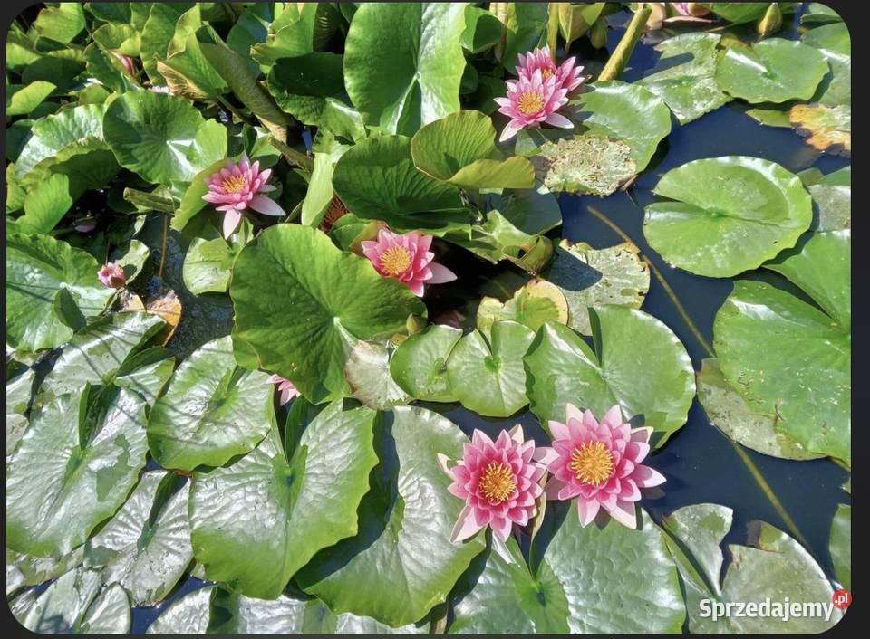 Lilie wodne do stawów i oczek wodnych Częstochowa