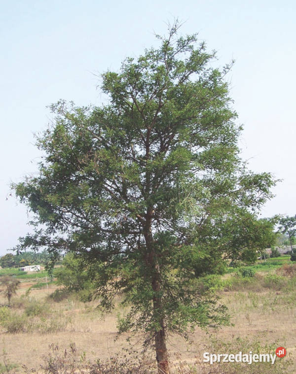 AKACJA LEUCOPHLOEA Acacia leucophloea NASIONA Ogród kujawsko-pomorskie