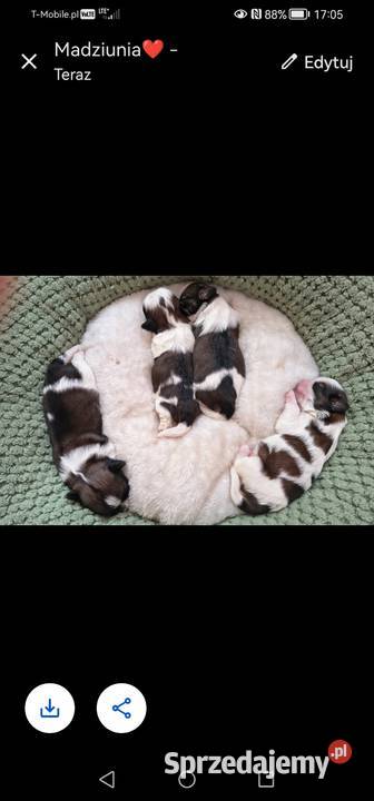 Szczenięta Shih Tzu Zwoleń