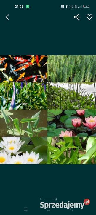 Karasie kolorowekarp koirybki do oczekzłota podkarpackie Łańcut