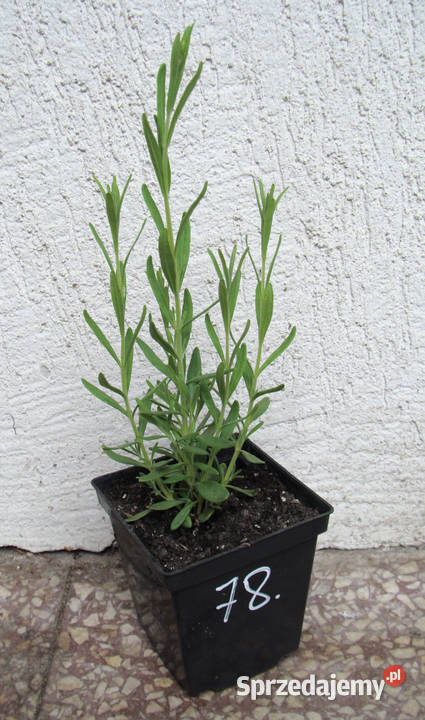 LAWENDA WĄSKOLISTNA BIAŁA Ellagance Snow kujawsko-pomorskie Ustronie