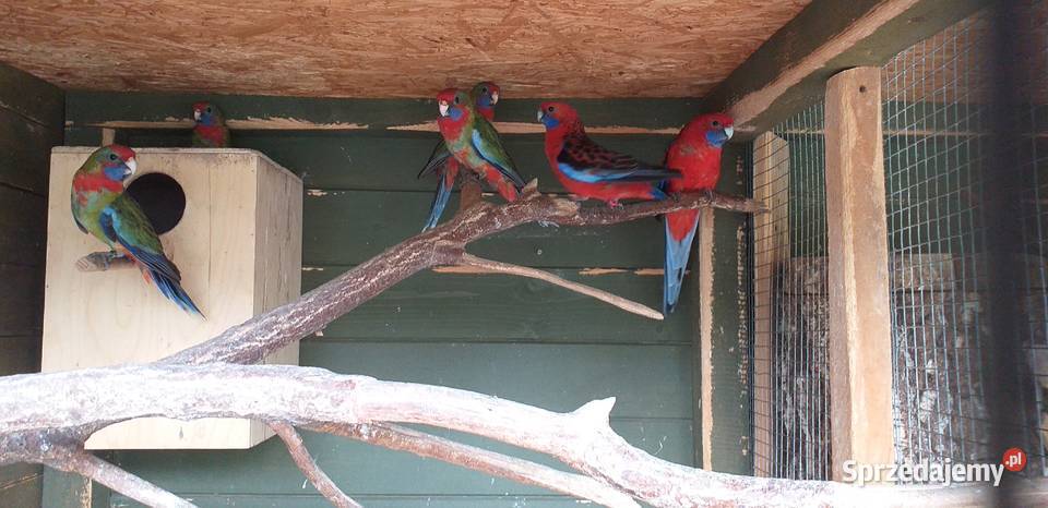 Pappugi rozelle królewskie Wieliczka