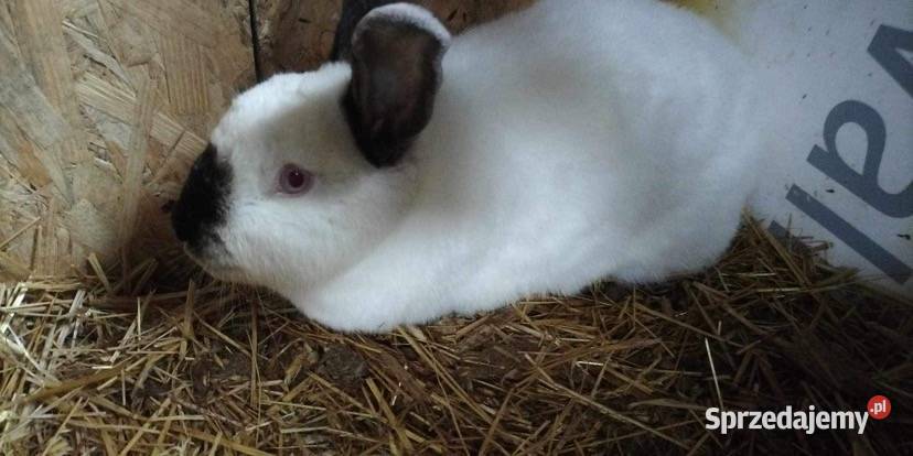 Króliki Zwierzęta Łomża sprzedam