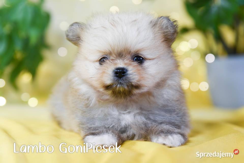 Pomeranian Szpic Miniaturowy łódzkie