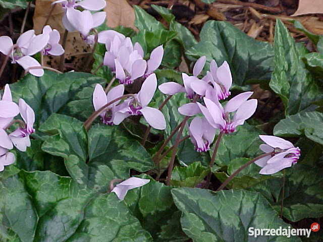 HIT Cyklamen Neapolitański Nasiona wielkopolskie Poznań