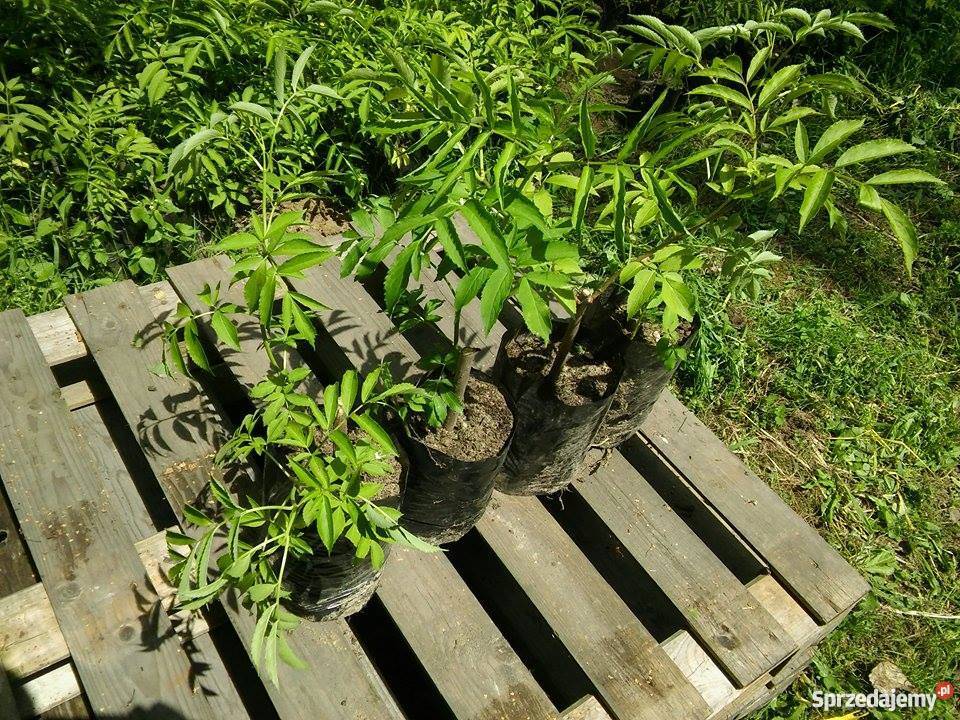 Bez czarnySampo Zbuczyn