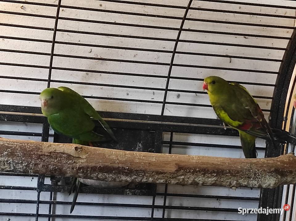 Papuga górska samiec Rębków