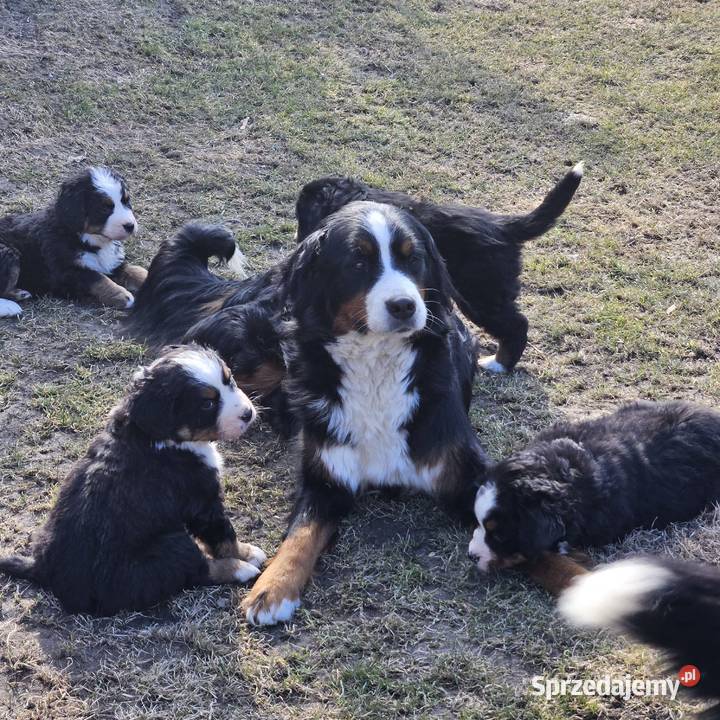 Berneński pies pasterski