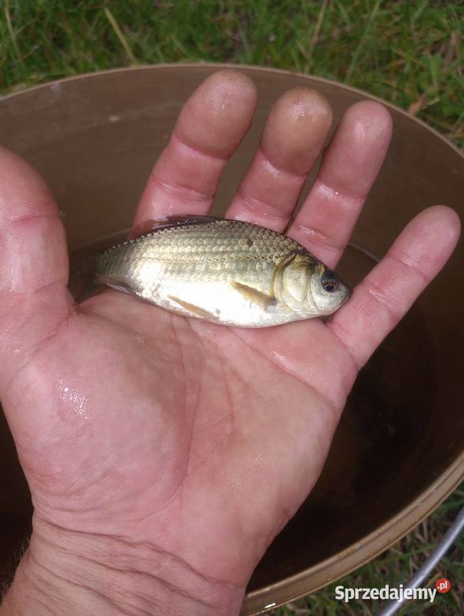 Karaś do oczka stawu Busko-Zdrój