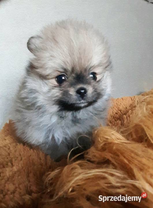 Szpic miniaturowy pomeranian Pabianice sprzedam