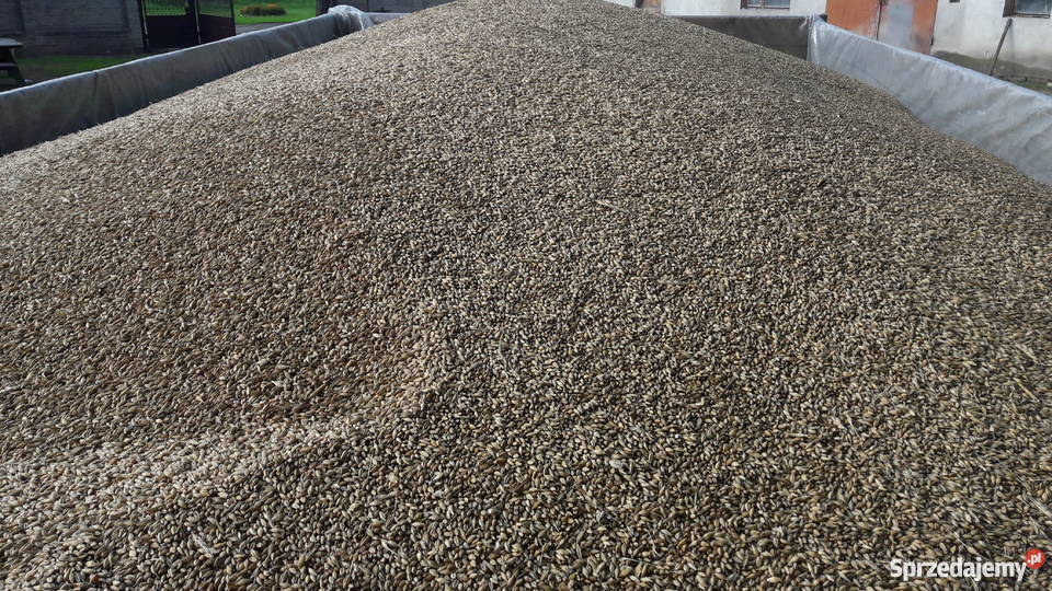 MIESZANKA ZBOŻOWA Głowno sprzedam