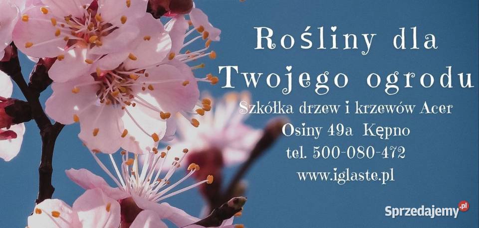 Świerk serbski Pendula Bruns dziwoląg do ogrodu Kępno