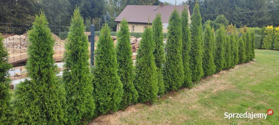 Tuje tuja Krościenko Wyżne