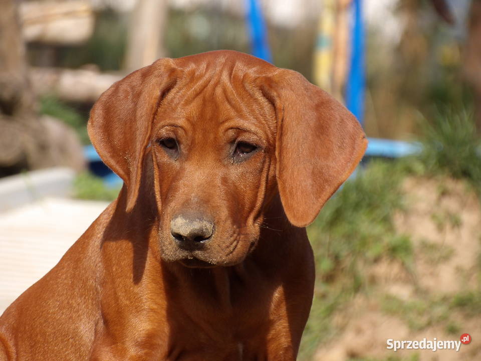 Szkolenie Szczenięta Rhodesian Ridgeback ZKwPFCI Kraków