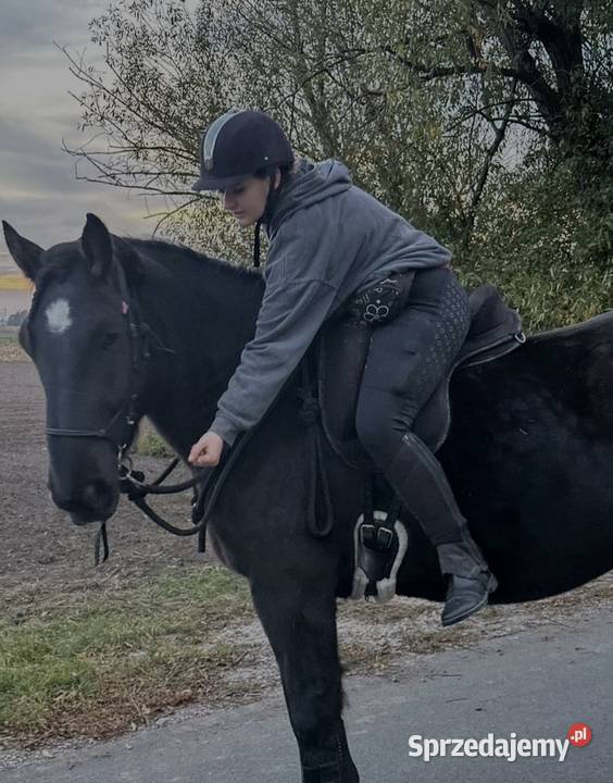 koń wałach zimnokrwisty pogrubiony Konie Gole sprzedam