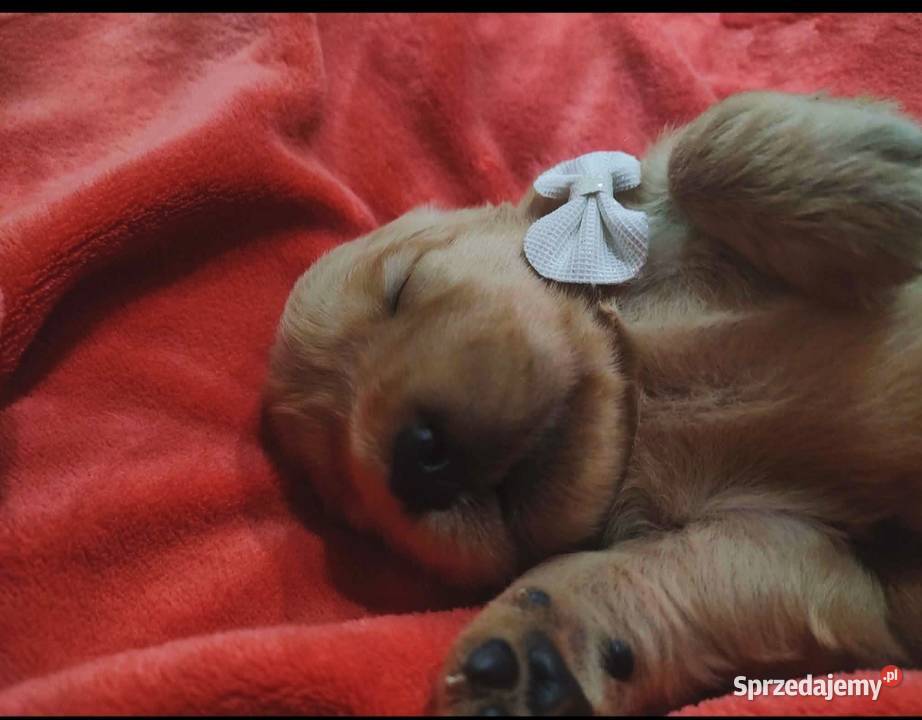Suczka 100linia amerykańska Golden retriever śląskie Katowice sprzedam