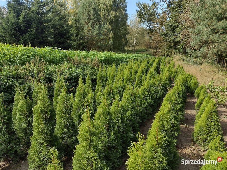 Tuje szmaragd Thuja szmaragd Iglaste Kurów