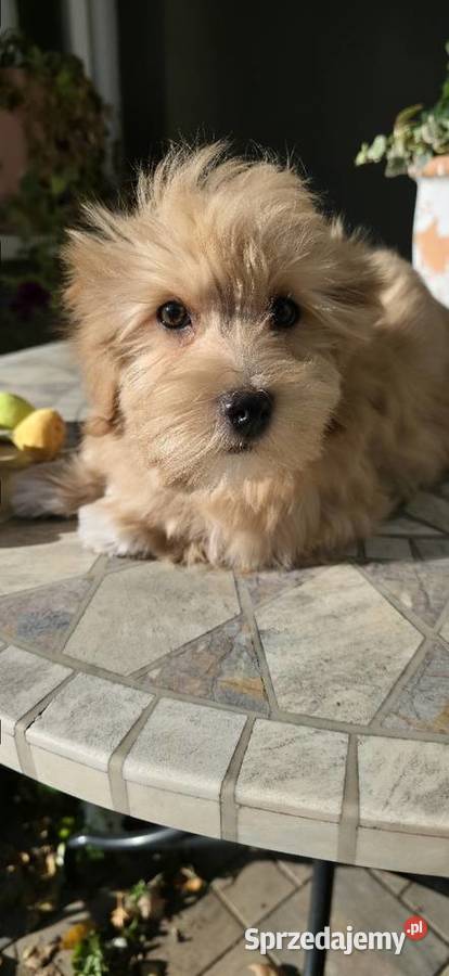 Do odbioru Hawańczyk Championie FCI ZKwP Chrośla